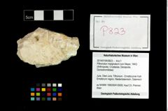 Foto (Objekt + Etikett) von Pithonoton marginatum (von Meyer, 1842)  (NHMW-GEO-2014-0194-0823)